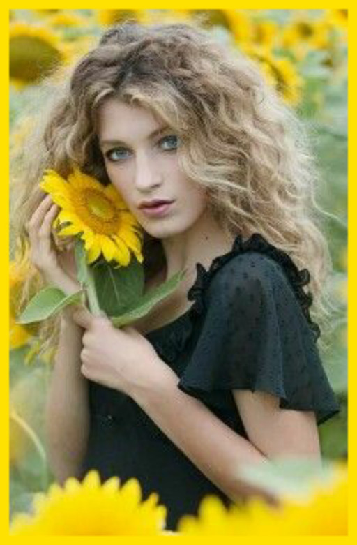 THE SUNFLOWER PATCH