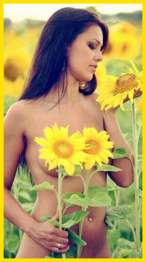 THE SUNFLOWER PATCH